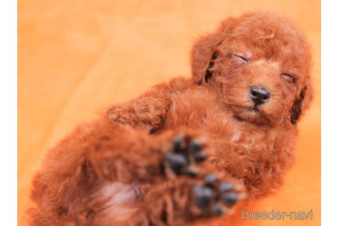 成約済の東京都のトイプードル-202084の5枚目